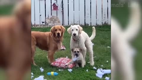 Crazyest Dogs and Cats - Awesome Funny Pet Animals Videos