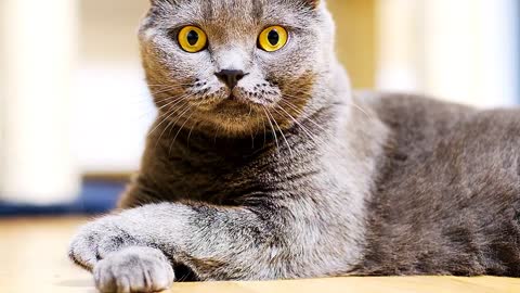 Top cat breeds for first time owners