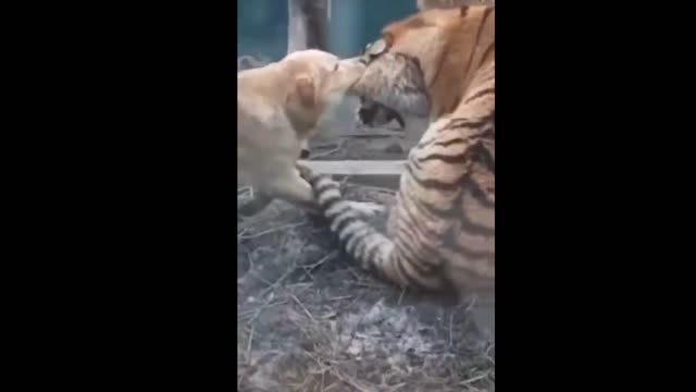 Best friends playfighting