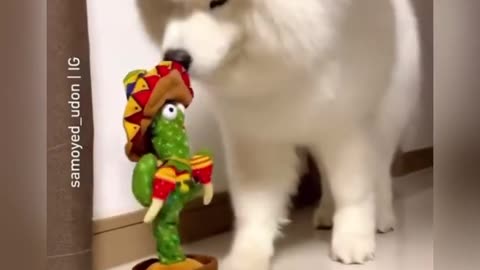 Funny dog playing with toys