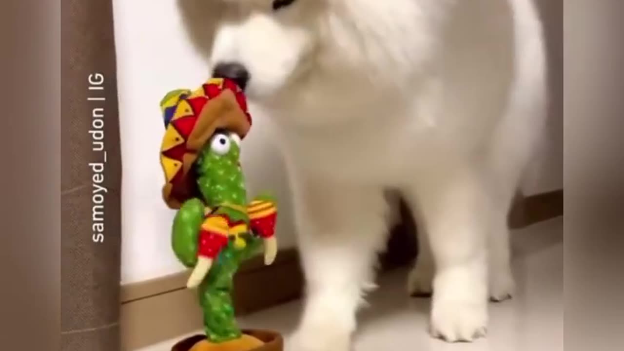 Funny dog playing with toys
