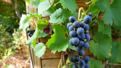 Close-Up View Of Blueberry Plant With Fruits