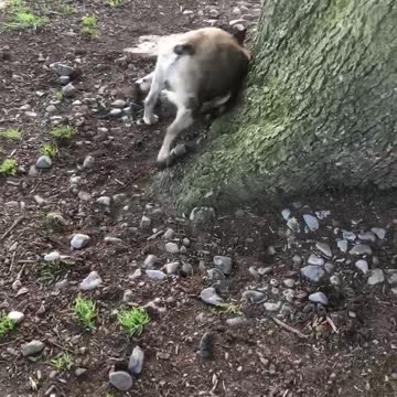 Naughty frenchie shows owner who’s boss