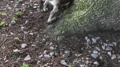 Naughty frenchie shows owner who’s boss
