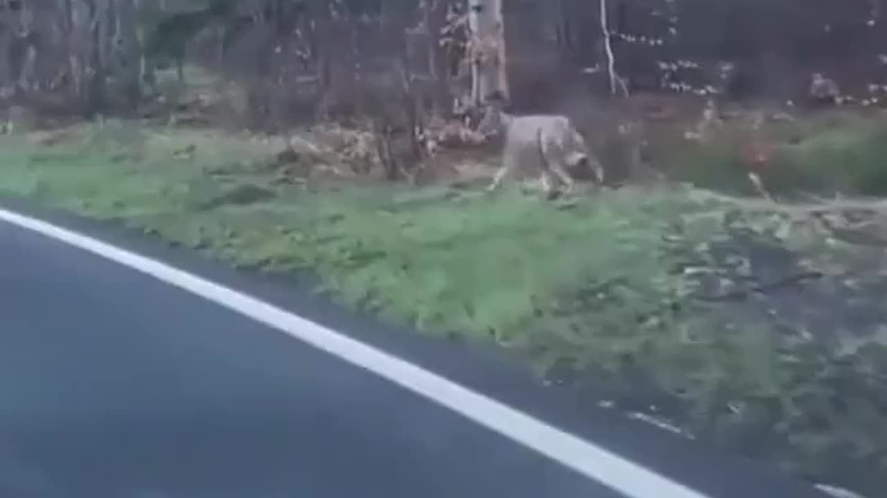 Driver In Romania Saves Cyclist From A Lone Wolf 👀
