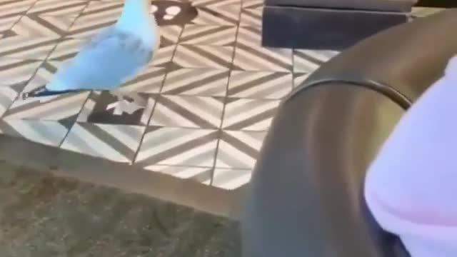Unbelievable bird stealing food from the store