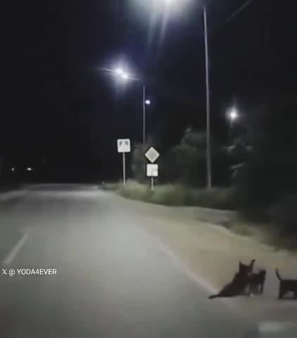 #Animaux #empathie #empathic ENTRAIDE deux CHATS AIDENT UN CHIEN BLESSE à traverser une route 👍🙏☝️❤️