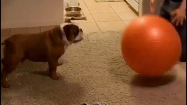 Bulldog perfectly plays catch with giant ball