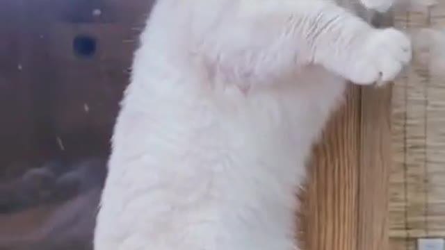 Cats funny video | funny video| cats video | #cute cat #funny