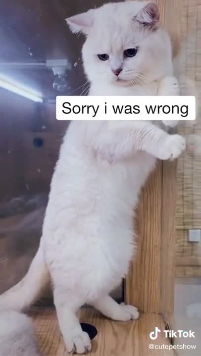 Cats funny video | funny video| cats video | #cute cat #funny