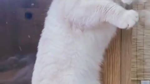 Cats funny video | funny video| cats video | #cute cat #funny