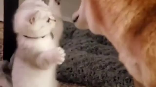 Funny Cats and Dogs Video # 5