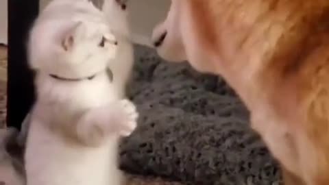 Funny Cats and Dogs Video # 5