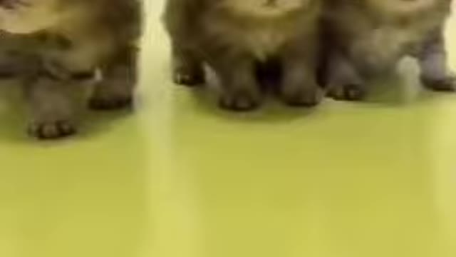 Various instances of pets being petted by residents No. 30