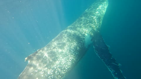 Whale Ballet