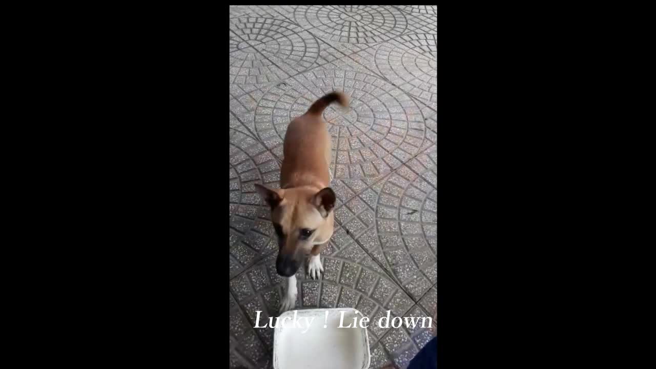 The smart dog knows how to get a bowl and enjoy the noodles