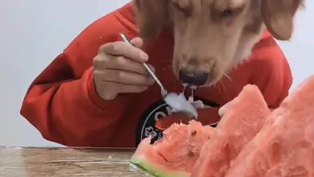 #Shorts #Dogs Porridge and watermelon 😌