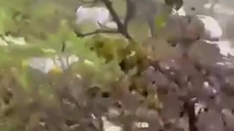 The very first footage of when rescue teams found Raisi's helicopter