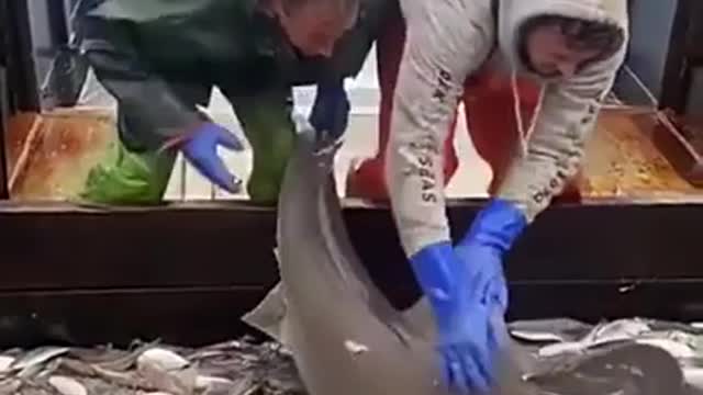 Shark viral video