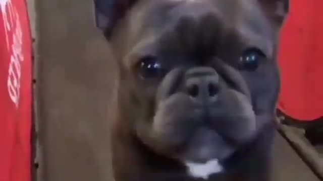 Running on the treadmill to get in shape [Cute Pet]