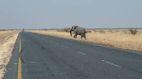 Elephant Road Botswana Africa Animal