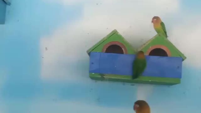 This is the parrot's home