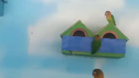 This is the parrot's home