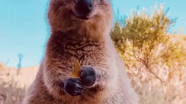 This little quokka in australia is way animals.cotoo cute to handle