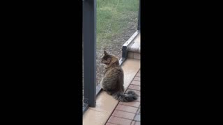 Cat Failing at catching a Lizard in the rain.