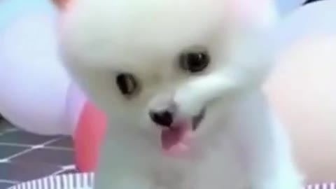 Baby Dogs - Cute and Funny Dog Videos Compilation #shorts #FunnyVideos