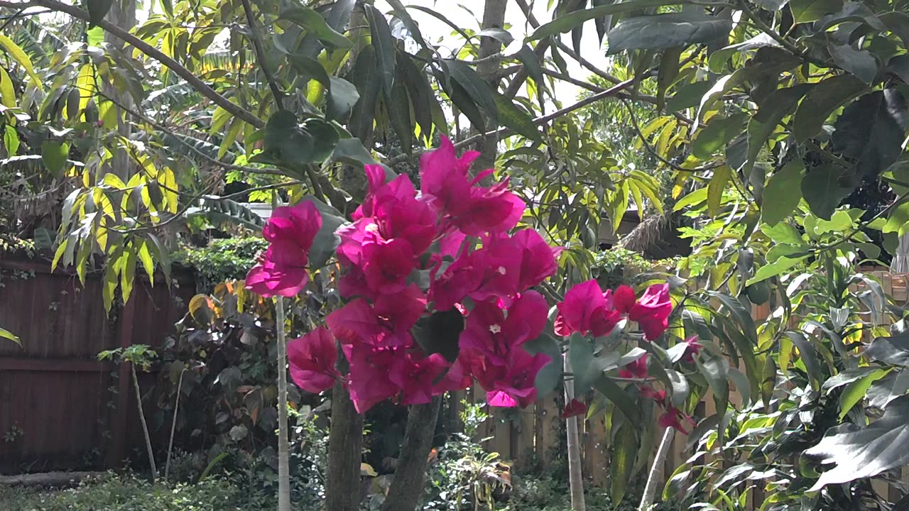 Zebra Longwing Heliconia Butterflies and Bougainvillea Beauty