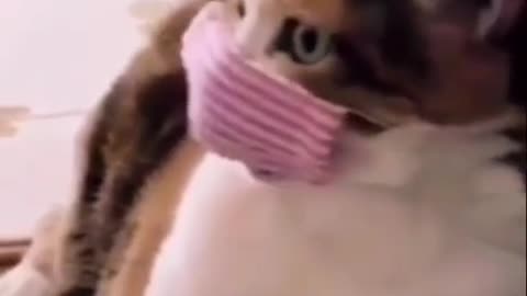 O gato hipocondríaco