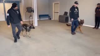 2 Shepherds no conflict