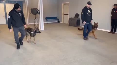 2 Shepherds no conflict