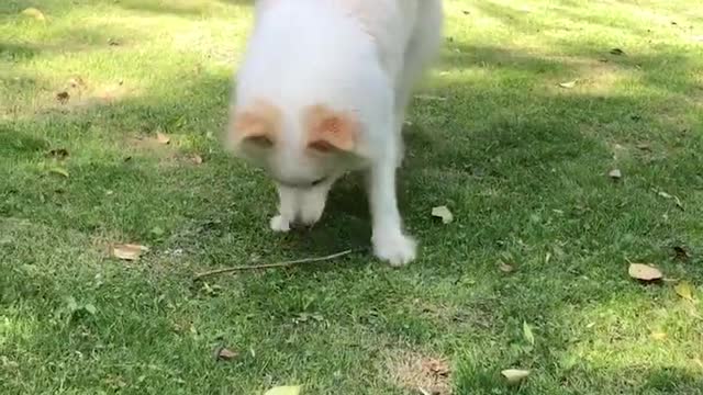 Dog Steals Owner's Watering Can, Refuses To Give It Back