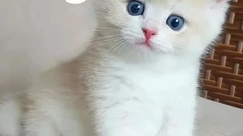 Funny Cat 😻😻