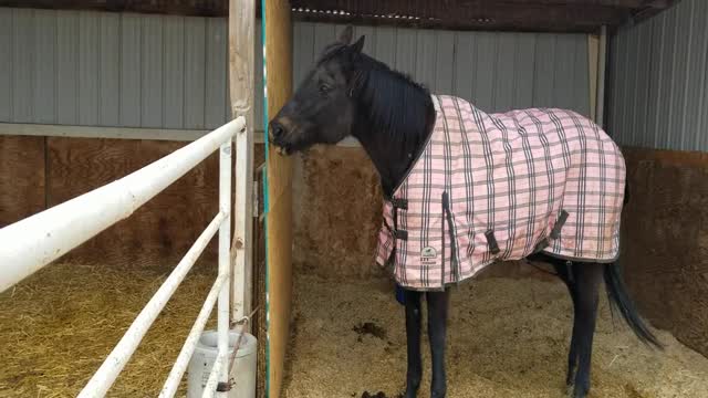 Extremely Cold Day at Terolyn Horse Rescue ~ February 13, 2021