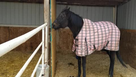 Extremely Cold Day at Terolyn Horse Rescue ~ February 13, 2021