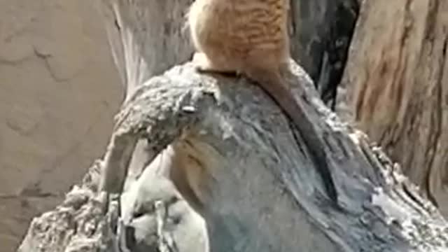 meerkat