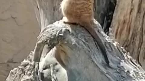 meerkat