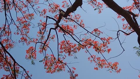 Flower trees