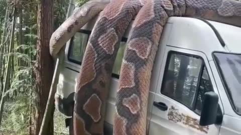 Phyton and mini bus
