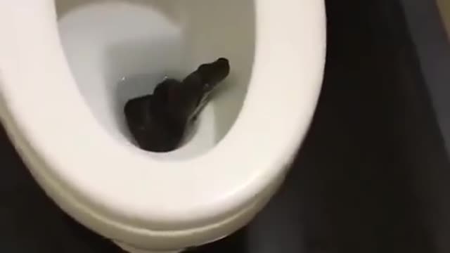 Snake in the toilet