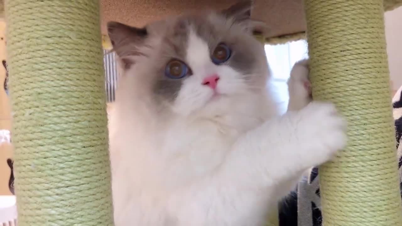 Lovely and Funny Animals Cute Kittens and Funny Cat video