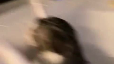 Cat rinsing its mouth