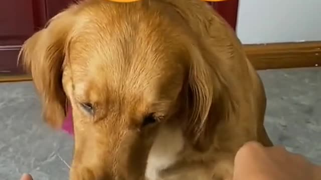 Funny Animal Videos that Make Me Burstnto Tears Laughing (CUTE) #shorts