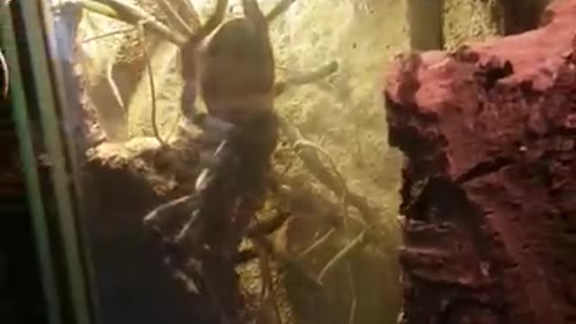 Feeding a Giant Spider