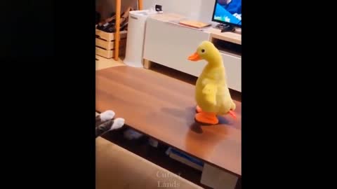 Funny Animals Compilation #1 Cutest Lands