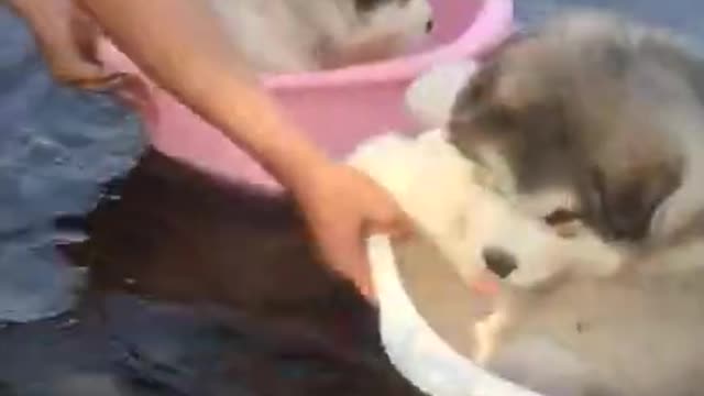 NewOneAudio_AllVDO_RemovSoundVDONo_SoundCute dogs play on water so