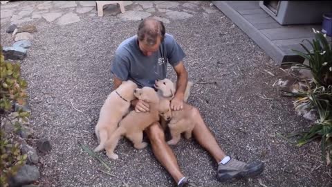 Golden Retriever Puppy Attacks